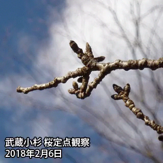 2018年武蔵小杉桜定点観察動画
