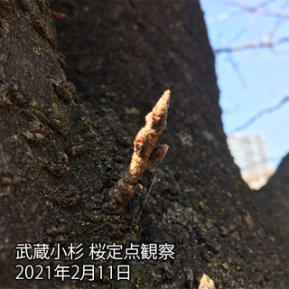 2021年武蔵小杉桜定点観察動画