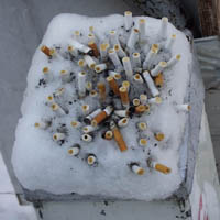灰が少なければ、雪に咲いたタバコの花…