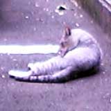 今日の猫写 でもってこれは、先週撮った写真なんですが…このネコ、以前もやっぱこんな感じに駐車場でもってベタ〜っと寝転がってたような憶えがヽ(^.^;)丿