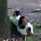 今日の猫写(1) 昼ご飯を食べに行く途中、公園で見かけた猫。初めて見るか？ちょっと判らなかった。