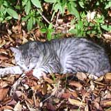 今日の猫写 ちょっと前に撮ったやつ。 　寒くなってきましたからねぇ…こうやって枯葉の上で、しかも日向なところで…気持ちよさそうに寝てたんですが、なんでかねぇ…すぐに気づかれるねぇヽ(^.^;)丿