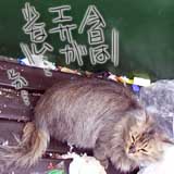 今日の猫写 またいました…ゴミの中にヽ(^.^;)丿
