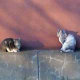 今日の猫写 昼間に出かけた際、壁際の日の当たる場所でもって、２匹一緒にひなたぼっこヽ(^.^;)丿 　すみません、遠くて…いや、鉄柵があるので、これ以上は近づけないんですよヽ(^.^;)丿