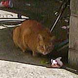 今日の猫写(1) えーと…なんかゴミ箱あさってましたヽ(^.^;)丿 　確かこの猫は近くの家の飼い猫さんのハズなんだが…(^_^;)