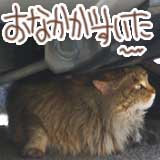 今日の猫写 はて？こいつは家の近くの駐車場にいたと思ったんだが…こんなトコまで出没？あそこからここまで歩くのは結構大変な気がするんだが…(^_^;) 　人間の足でも歩いて５分位離れているのですが、実はこれは道路が曲がっているだけで、裏をショーットカットすると、案外近い距離でもあるんだがなヽ(^.^;)丿 　にしても、相変わらず毛並みがスゴイコトになっているのであったヽ(^.^;)丿