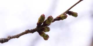 ちょっと北の桜