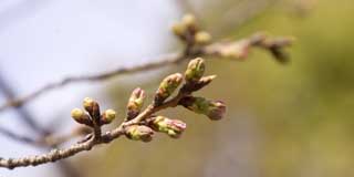 更にもうちょっと離れた桜