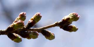 50m位しか離れていない、別の桜…全然違いますなヽ(^.^;)丿