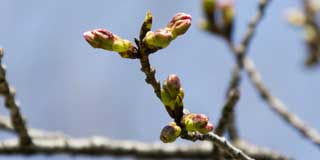 これもそんなに離れていない桜…蕾の先が伸びてます(^_^;)これもそんなに離れていない桜…蕾の先が伸びてます(^_^;)