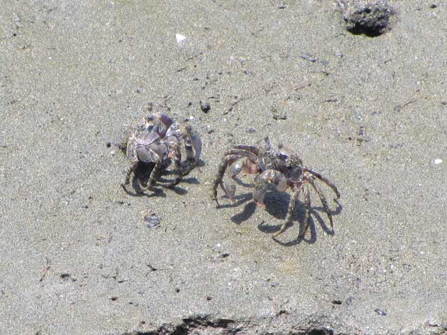 ちなみに、カニはもっと下流に行けば見られます(^_^;)近づくと穴に逃げるけどヽ(^.^;)丿先日の多摩川突端の際に撮影…(^_^;)