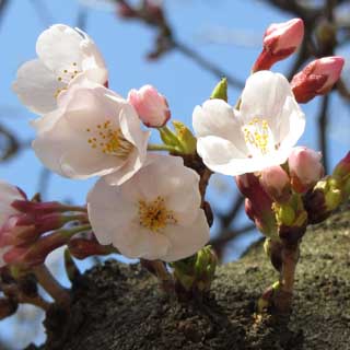 隣の木は咲いてましたヽ(^.^;)丿でも枝の方は先が白くなってるのはあるものの、咲いてはいないのでしたヽ(^.^;)丿