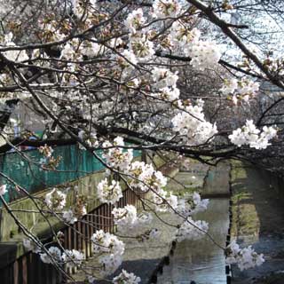 十分、花見が出来るレベル