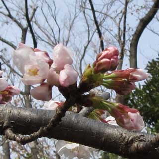 いつもの観察対象、昨日はまだ蕾だったのにねぇ…(^_^;)