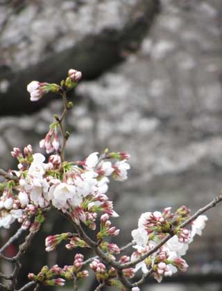 後ろの白いのも咲いてるトコであるが…まだピンク比率の方が少し…(^_^;)