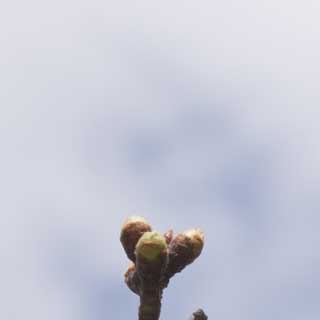 いつもの観察対象の桜ですが、1日間を置いたら随分と膨らみが増してました、やはり昨日の雨がお誘いになっていたの…か?(^_^;)