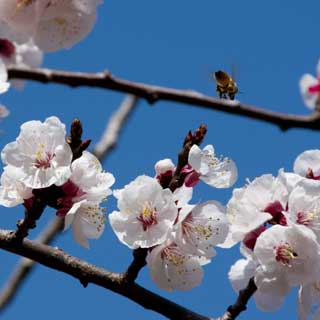 ミツバチ絶賛活動中ヽ(^.^;)丿今日は何匹かグルグルしてました〜ヽ(^.^;)丿