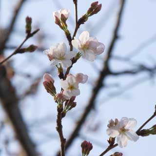 昨日はこうなってませんでした…まぁ、先っぽは伸びてたんですが…まさか咲いちゃうとはねぇ…(^_^;)ちなみに観察対象の木ではなく、ちょっと離れた木です(^_^;)