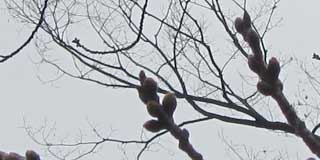 今日の桜…うぅ、撮影角度間違っている…後ろの枝が写り込んでるヽ(^.^;)丿いや、近くに人が居て…ずーっとこっち見てたのが気になってだ…(^_^;)