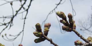 今日の桜、昼なのに暗いヽ(^.^;)丿曇ってたせいもあるかなー…昨日の今日なので大きな違いは見当たらず…が、周囲の枝はどんどん蕾が膨らんできております(^_^;)明日咲くコトは無いですが、来週中には咲きそうですな〜、今度の土日は桜吹雪になるか?(^_^;)