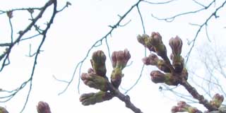 今日の桜、夕方近くですが、なんとか撮れた(^_^;)なんだかんだで先っぽの蕾と蕾の間が広がってきてるので、明後日位には咲くかもしれんですなヽ(^.^;)丿