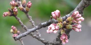 こちらは同じ木の別の枝…先っぽが開き始めておる(^_^;)今日チョット涼しくなったから、明日陽が当たれば咲くでしょうヽ(^.^;)丿