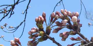 今日の桜…今日は無理だったが、明日咲くと思うわヽ(^.^;)丿流石にこんだけ膨らんできたから重くなってきているようで、だんだん先が下がってきているようだ＼(^o^)／