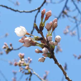 これは別の枝、これは明日確実(^_^;)やっぱ今週末が開花日和って感じかのーヽ(^.^;)丿