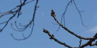 【武蔵小杉の桜(定点観測2016)】1週間経ったので桜を…暖かくなってるし、花粉も飛んでるから、もしかしたら何か変化がっ!?と、思いましたが…期待通り何も変わってませんでしたっ!ヽ(^.^;)丿