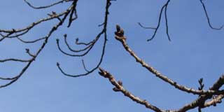 【武蔵小杉の桜(定点観測2016)】あー、はい、桜の方も観察してます(^_^;)暖かい日が続いてたし、どーかな〜…と、思いましたが、ほとんど変わって無いですね(^_^;)少し先端が明るく見えてるのは日差しのせいです(^_^;)