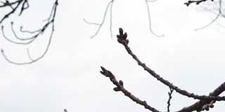 【武蔵小杉の桜(定点観測2016)】2日程度では変わりませんが、これでちょっと天候崩れてその後に暖かくなると大きく変わる…かもしれません(^_^;)