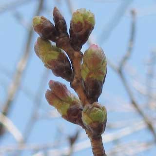 【武蔵小杉の桜(定点観測2016)】観察対象の桜…1週間前と比べると、右側も随分膨らんで来てます…けど、フラッシュ焚いた状態のアップって、なんか気持ち悪いな…(^_^;) 