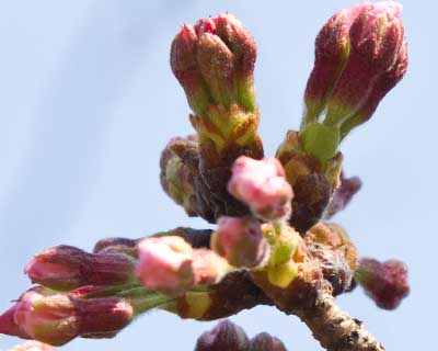 【武蔵小杉の桜(定点観測2016)】先っぽの拡大、右の膨らみ、昨日までは先の3つがくっ付いているような状態だったのが、根元辺りに分かれ目が見え始めました