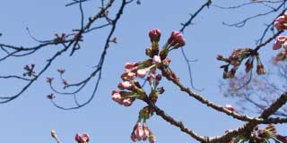 【武蔵小杉の桜(定点観測2016)】観察対象の桜…だんだん先が重くなり、隣の小枝と絡む絡むヽ(^.^;)丿蕾の方も伸びてきてますし、周りも開花が多くなってきました〜(でもまだピンクのままのがほとんど)