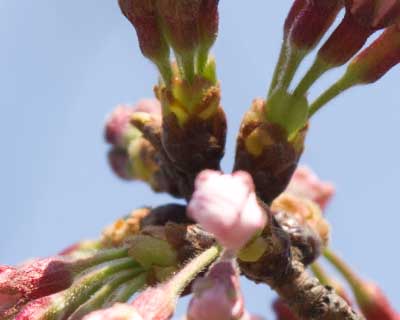 【武蔵小杉の桜(定点観測2016)】もう入りませんヽ(^.^;)丿開花したらサイズ変えますw