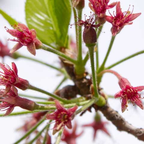 【武蔵小杉の桜(定点観測2016)】観察対象だった桜もこんな感じにヽ(^.^;)丿すっかり花びらも落ちております…あとは葉っぱになるのを待つばかりか?ヽ(^.^;)丿