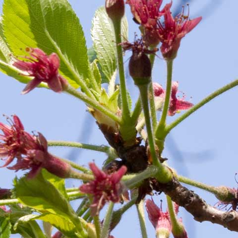 【武蔵小杉の桜(定点観測2016)】観察対象、一昨日とほとんど変わって無いように見えますが、実は軸が1本落ちてる(^_^;)葉っぱも大きくなりつつあるヽ(^.^;)丿