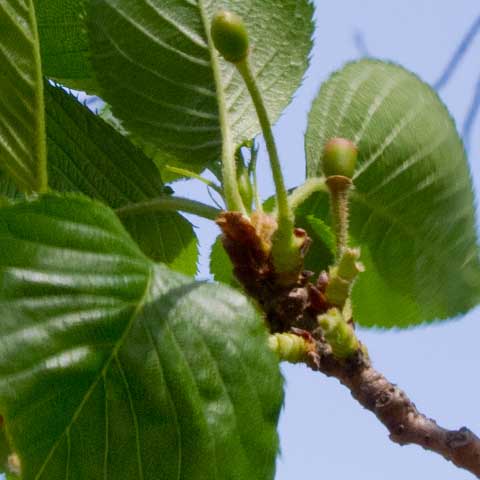 【武蔵小杉の桜(定点観測2016)】昨日今日で変化無いよな〜…なんて思ってたら、昨日付いてた赤みの出てた実が落ちてしまってたヽ(^.^;)丿その代わり、他のが赤くはなっていたモノの…これも風か何かで落とされてしまうのでしょうか?ヽ(^.^;)丿