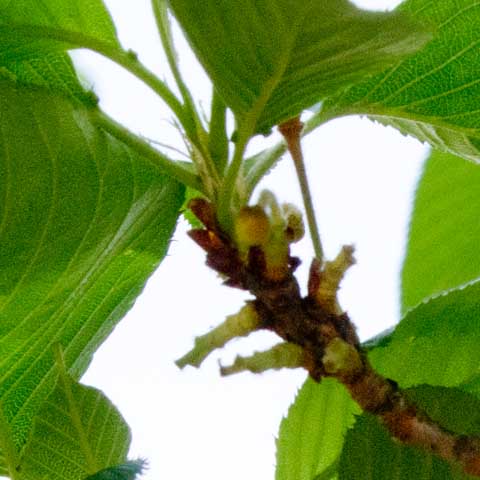 【武蔵小杉の桜(定点観測2016)】葉っぱがどんどん成長してますが、実のようなモノはだんだん少なく(下に落ちて)なってってます(^_^;)