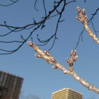 【武蔵小杉の桜(定点観測2017)】で、今日暖かくなって、結局どうだったかと言えば…変化ナシですなヽ(^.^;)丿