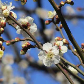 【武蔵小杉の桜(定点観測2017)】梅はイイ感じですなーヽ(^.^;)丿上の観察している桜の枝とこの梅の木は道路挟んでちょっと離れた位置程度です(^_^;)