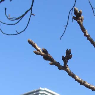 【武蔵小杉の桜(定点観測2017)】撮った時は少し丸まった?って気がしましたが、過去写真と比較したら、全然でありまして…ヽ(^.^;)丿