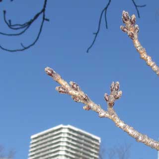 【武蔵小杉の桜(定点観測2017)】わずかではありますが、蕾の先っちょが若干丸くなってるのがあるようなないような…(^_^;)って位、まだまだ大きな変化は見られないといった感じです(^_^;)