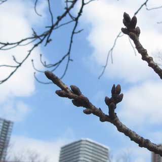 【武蔵小杉の桜(定点観測2017)】2月最後時点…明日から3月だなんて…＼(T_T)／