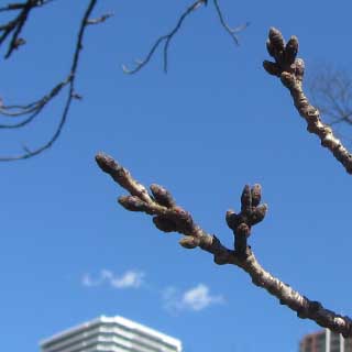 【武蔵小杉の桜(定点観測2017)】暖かかった割には変化ナシ(^_^;)でも開花予想からすれば、来週位から変化は見えて来そうな気もする(^_^;)