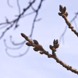 【武蔵小杉の桜(定点観測2017)】いつもの対象、一見変化は無いように見えるのですが…