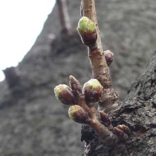 【武蔵小杉の桜(定点観測2017)】観察対象とは別の木の幹部分…(^_^;)新しい枝は元気やのぉ…って、こーやって寄れる方を観察対象にすればいいのにw