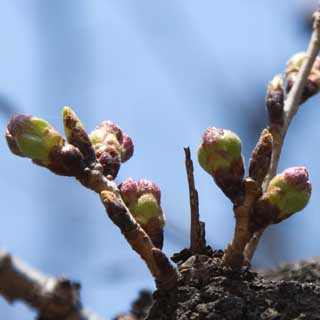 【武蔵小杉の桜(定点観測2017)】2017年3月18日、一昨日のです、わずか2日で先っぽが伸びて来てますヽ(^.^;)丿この連休が明けた頃には開花手前位になるかな?(^_^;)