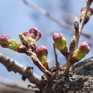 【武蔵小杉の桜(定点観測2017)】2017年3月20日、一昨日も載せたやつ、これはもう今週中には咲くでしょうヽ(^.^;)丿やっぱ今度の週末辺りが花見日和…が、天気は今のところ曇り予報です(^_^;)