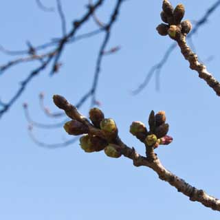 【武蔵小杉の桜(定点観測2017)】2017年3月22日、一昨日の時点よりも若干膨らんでいるのは判りますが、まだ咲くような段階には至っておらずです(^_^;)